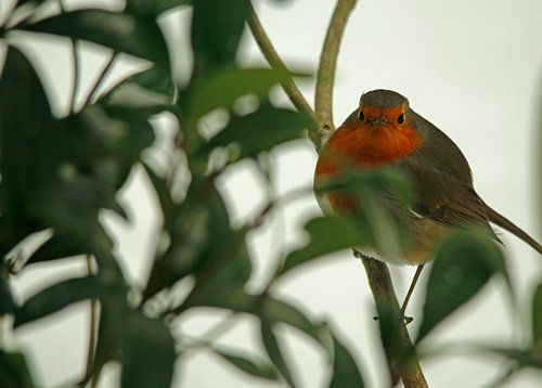 Rotkehlchen