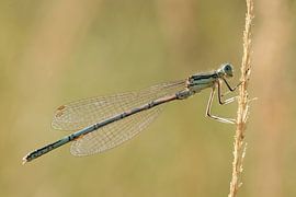 Vue latérale de Libelle sur Chantal Van Ballegooij