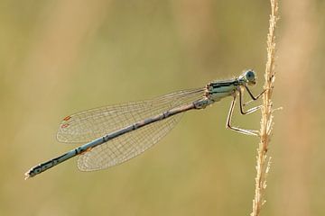 Dragonfly side view by Chantal Van Ballegooij