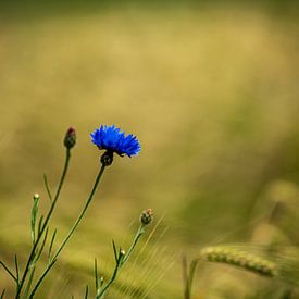 Blaue Blume von Jefry Deuze