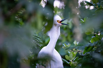 Aigrette neigeuse