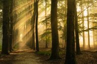 Mystiek bos met zonneharpen van Moetwil en van Dijk - Fotografie thumbnail
