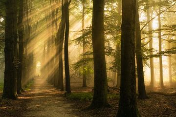 Mystischer Wald mit Sonnenharfen von Moetwil en van Dijk - Fotografie