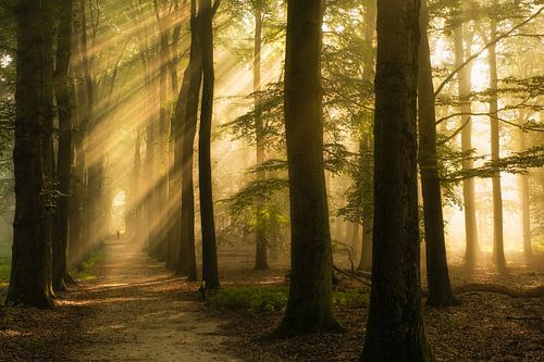 Mystiek bos met zonneharpen