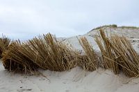 Dunes, (Hargen aan Zee) Camperduin Nord - Hollande