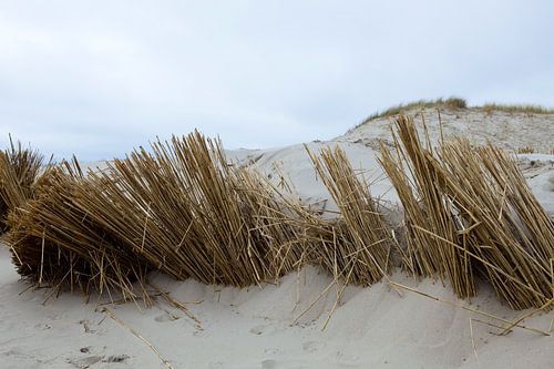 Dunes, (Hargen aan Zee) Camperduin Nord - Hollande