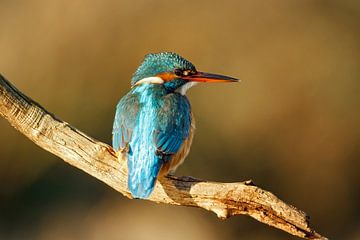 female kingfisher