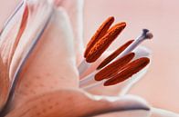 Flower lily by Violetta Honkisz thumbnail