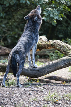 Le hurlement du loup
