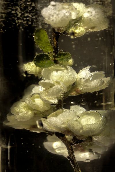Im Wasserglas - Blütensprudelwasser von Christine Nöhmeier