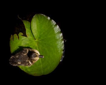 Entenküken im Federkleid
