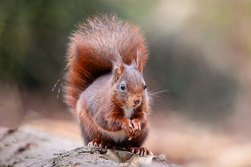 Eekhoorn in het bos.