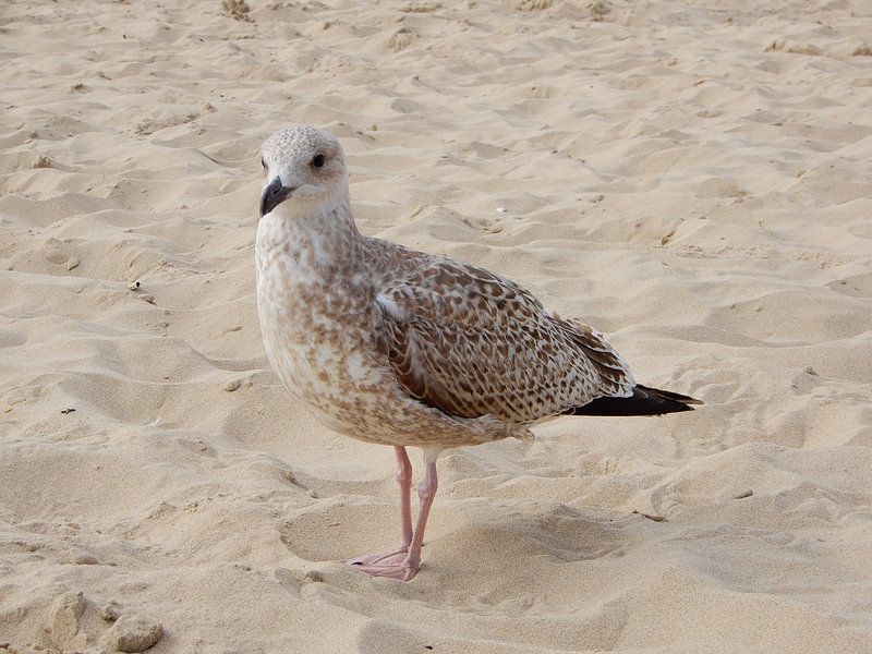Zeemeeuw op strand  by Klaas Roos