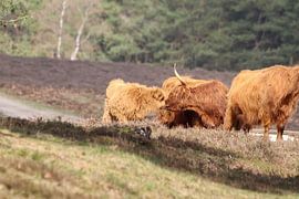Motherly Love by Erik Van der Zwan