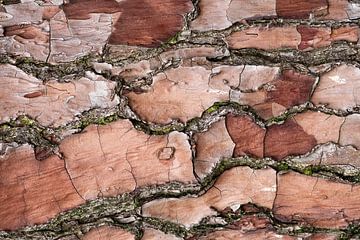 Tree bark