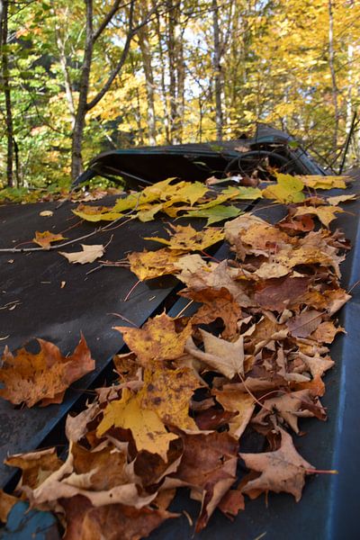 An old car in the forest in autumn by Claude Laprise