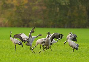 Kranichvogel bei der Herbstwanderung auf einem Feld
