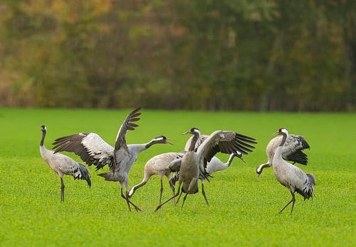 Kraanvogel in een veld tijdens de herfsttrek