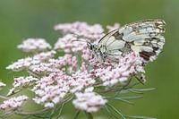 Melanargia galathea