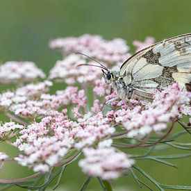 Melanargia galathea by Martin van der Kruijk