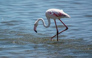 Zur Nahrungssuche Flamingo