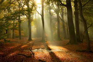 Schöne Sonnenharfen im Wald von Bergen op Zoom