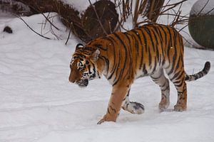 Der mächtige Amur-Tiger geht in tiefen weißen Schnee, die Natur des russischen Fernen Ostens und Chi von Michael Semenov