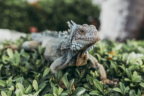 Close up foto van een mooie groene leguaan in het wild.