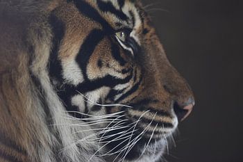 Eye of the tiger
