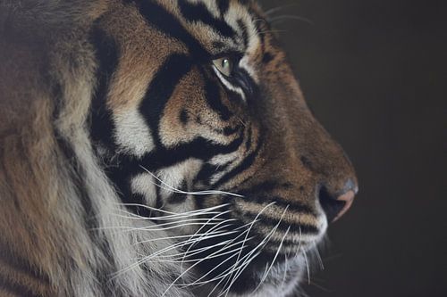 Eye of the tiger