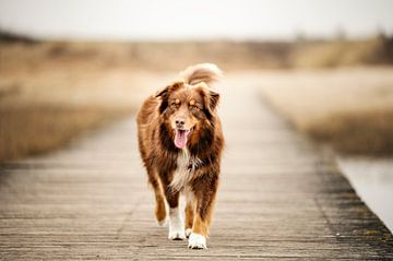 Australische herder op een houten brugje in de duinen in Cadzand van Elisabeth Vandepapeliere