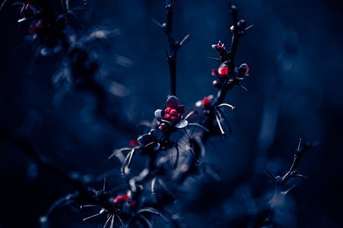 Barberry at night