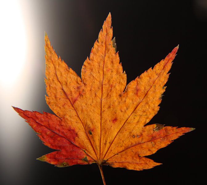 Those Long Dark Autumn Nights van Wim Zoeteman