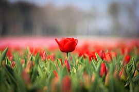 Red Tulips by Kim van der Plas