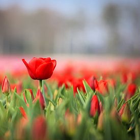 Rode tulpen van Kim van der Plas