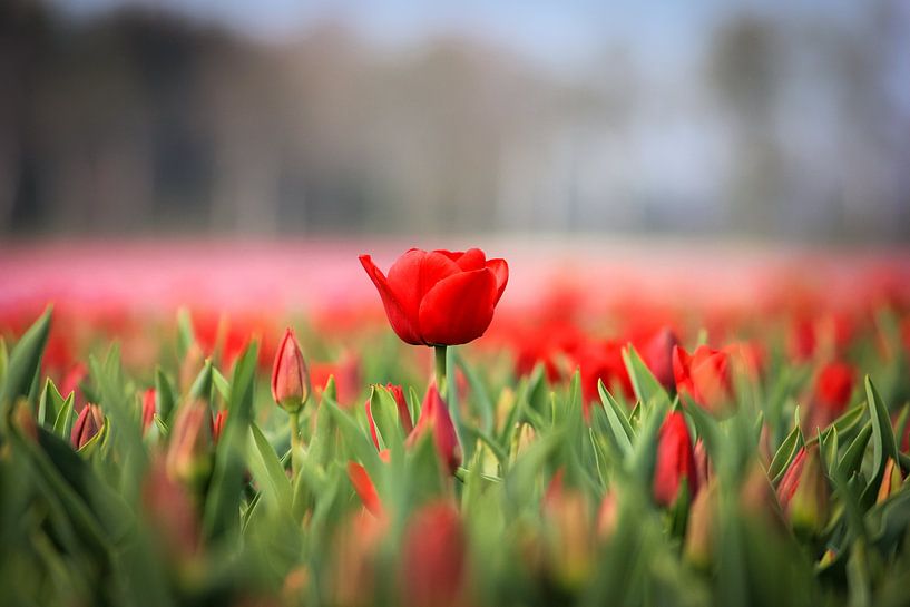 Rote Tulpen von Kim van der Plas