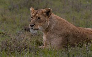 LIONESS