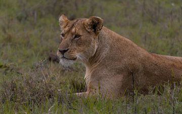 Lionne sur Irene Jacoba