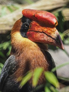 rosse neushoornvogel : Ouwehands Dierenpark van Loek Lobel