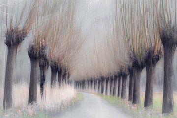 Pollard willows in winter by Els F.