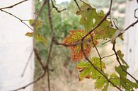 Herbst-Traubenblatt von Jan Katuin Miniaturansicht