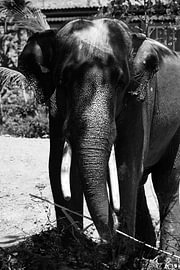 Asian elephant with tusks in black and white