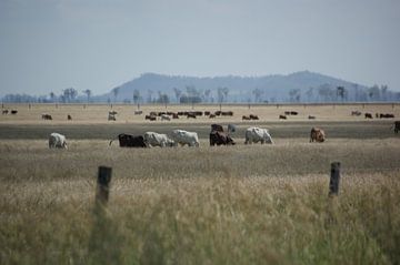 Australische koeien op z'n best van Hélène Vermeulen