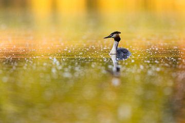 Great Crested Grebe in front of shining reeds by Daniela Beyer