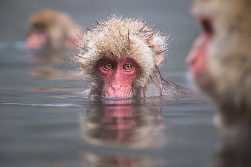 Mmmm, das heiße Wasser ist so köstlich! von Koen Hoekemeijer