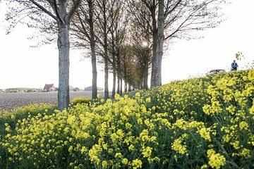 Holland - Koolzaad van Maurice Weststrate