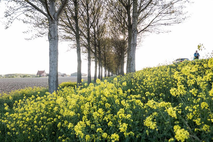 Holland - Koolzaad van Maurice Weststrate