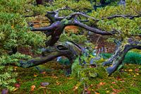 Jardin Kenrokuen ; Kanazawa ; Japon