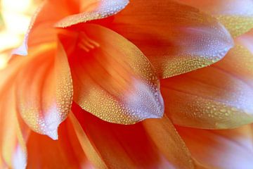 RÉSERVES FLEURS 5 sur Miroslav Ptacek