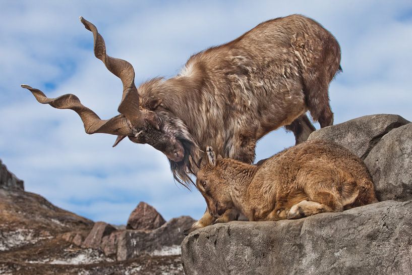 Mountain goat with big horns (Markhur) stands on a rock, at its feet is a young goat female, blue sk by Michael Semenov